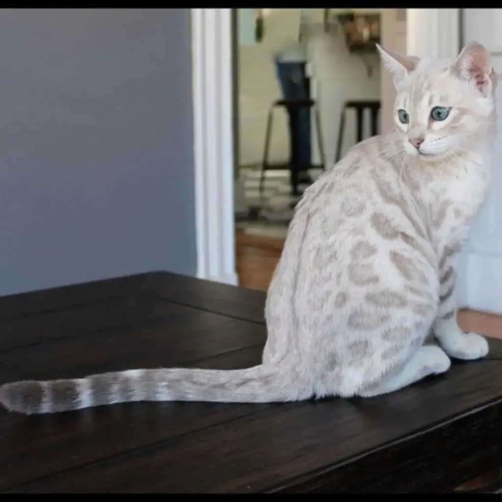 A Silver Bengal Cat perched gracefully on a wooden table, showcasing its soft fur and curious demeanor.