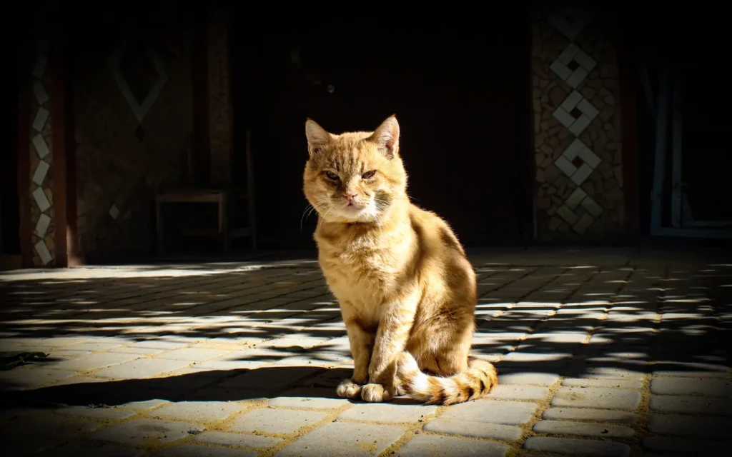 A Arabian cat comfortably seated on a brick patio, surrounded by a warm, inviting outdoor atmosphere.